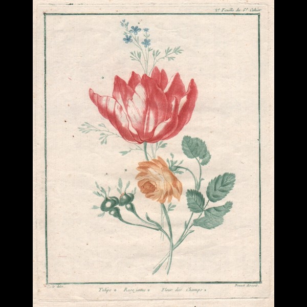 BONNET LOUIS MARIN (1736 - 1793) - TULIPE, ROSE JAUNE, FLEUR DES CHAMPS