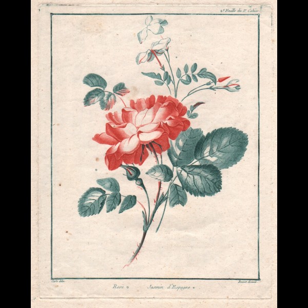 BONNET LOUIS MARIN (1736 - 1793) - ROSE, JASMIN D' ESPAGNE