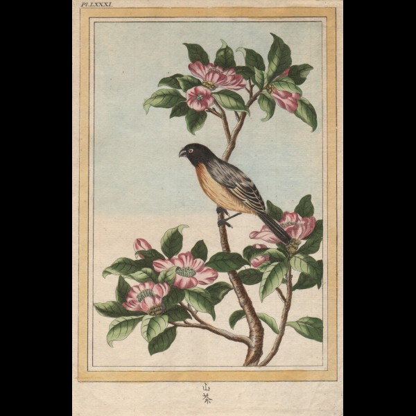 BUC'HOZ PIERRE-JOSEPH (1731-1807)  - OISEAU 