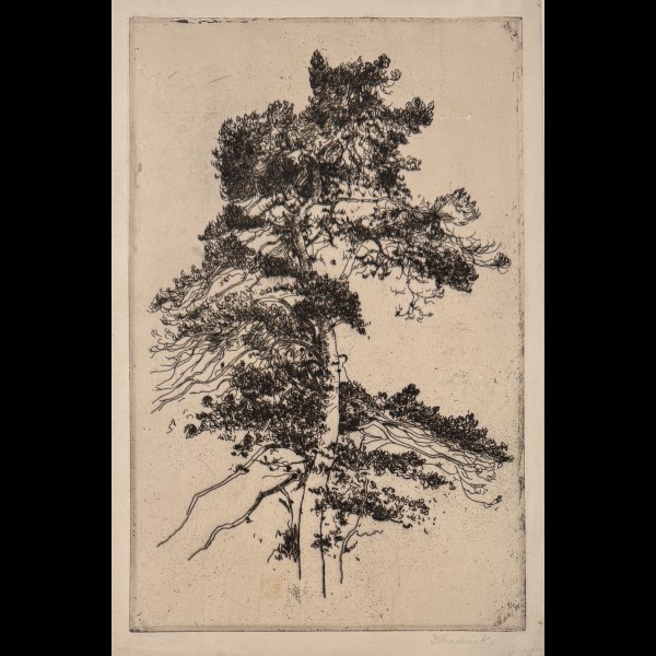 CHADWICK FRANCIS BROOKS (1850-1942) - L'ARBRE