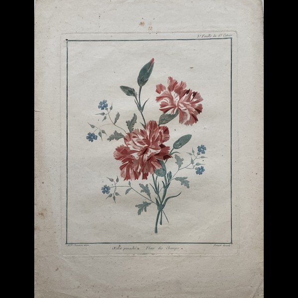 BONNET LOUIS MARIN (1736 - 1793) - OEILLET PANACHE, FLEUR DES CHAMPS