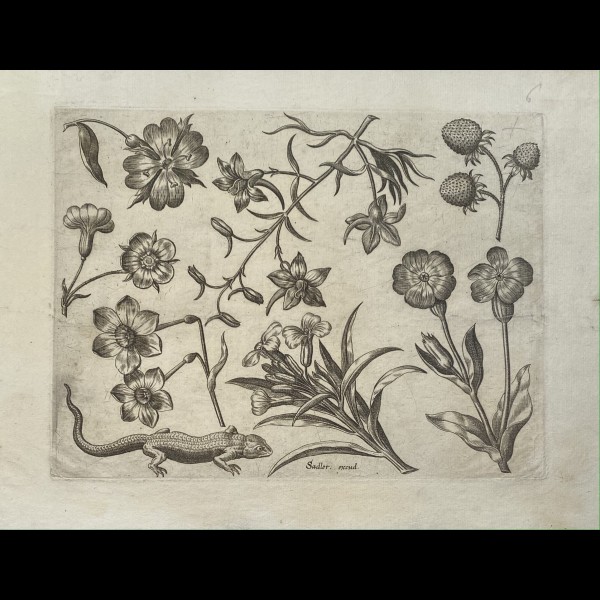 SADELER JOHANNES ( 1550-1600 ) - ORNEMENT, FLEURS ET LEZARD