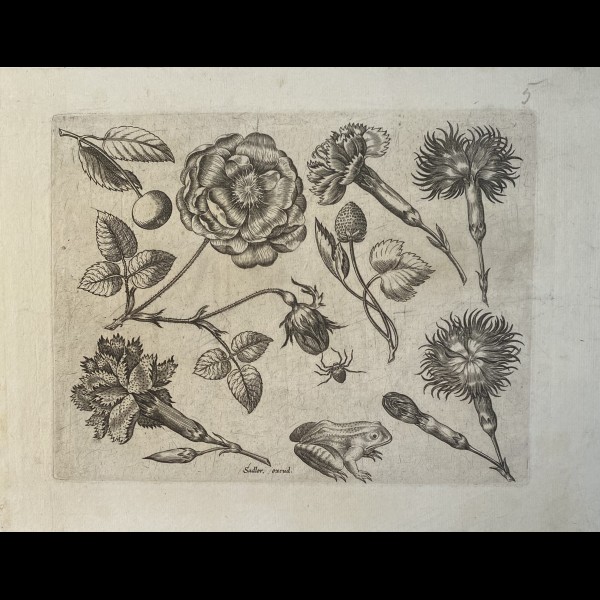 SADELER JOHANNES ( 1550-1600 ) - ORNEMENT, FLEURS AVEC GRENOUILLE ET ARAIGNEE