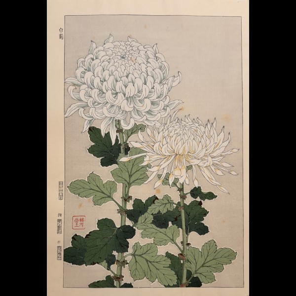 SHODO KAWARAZAKI (1889-1973)  - NOVEMBRE : KIKU, CHRYSANTHEME
