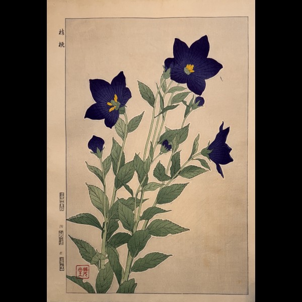 SHODO KAWARAZAKI (1889-1973)  - SEPTEMBRE, CAMPANULE OU KIKYO