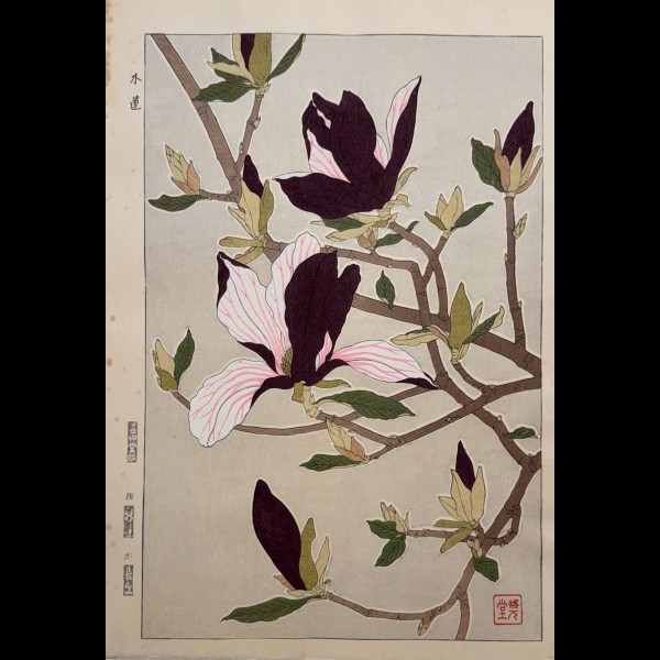 SHODO KAWARAZAKI (1889-1973)  - AVRIL : SHIMOKUREN, MAGNOLIA