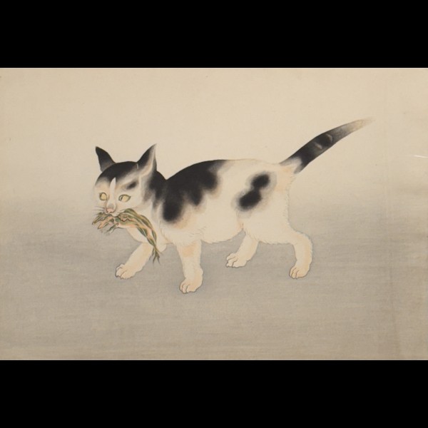 ANONYME - CHAT TENANT UNE GRENOUILLE