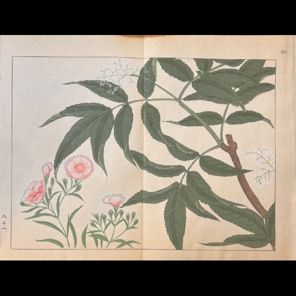 TESSAI TOMIOKA (1836-1924) - SHIKI NO HANA