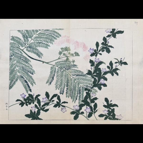TESSAI TOMIOKA (1836-1924) - SHIKI NO HANA, ARBRE DE SOIE OU ACACIA DE CONSTANTINOPLE, JASMIN