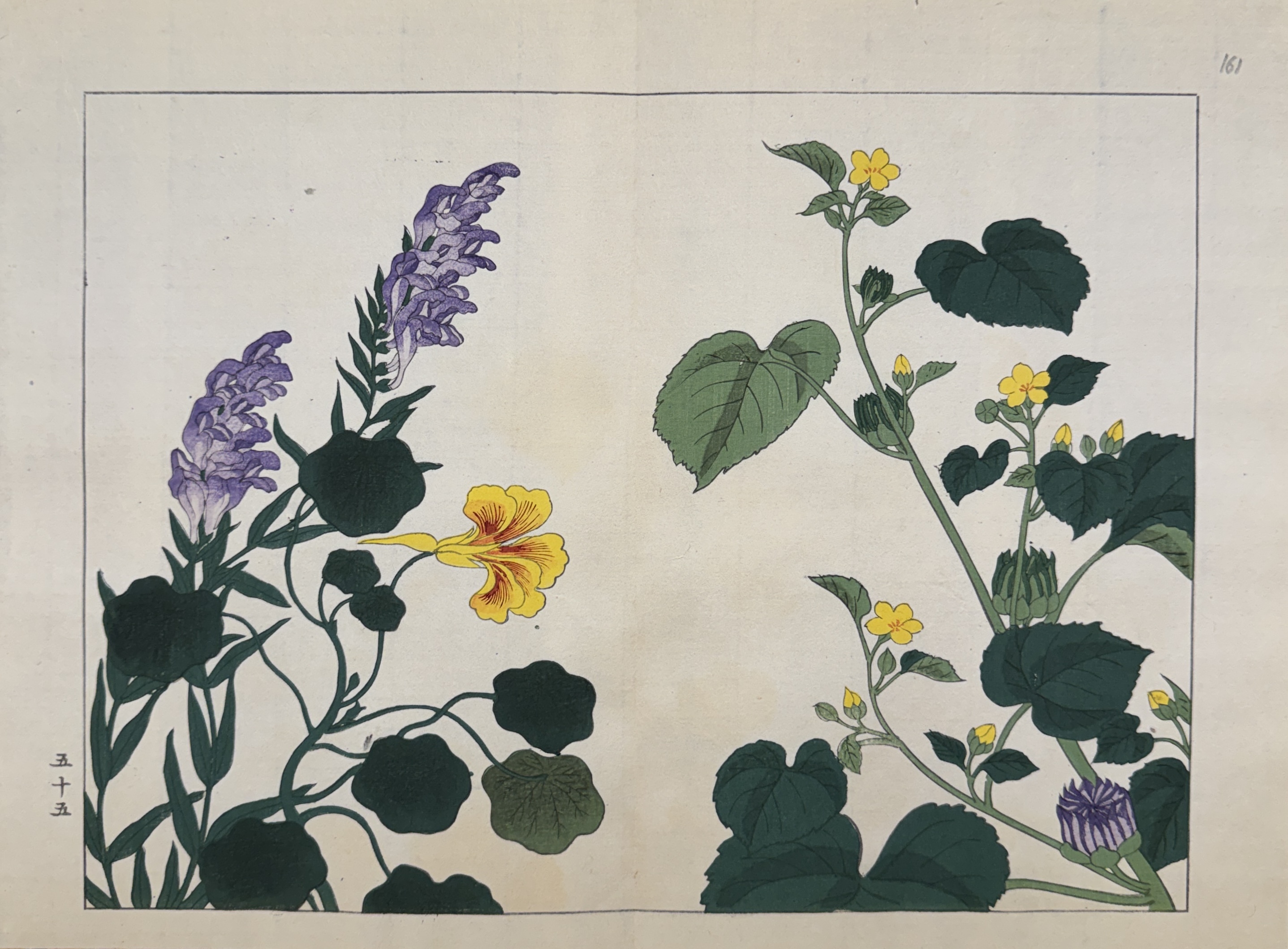 SHIKI NO HANA, ACONIT, CAPUCINE, ABUTILON SHIKI NO HANA, ACONIT, CAPUCINE, ABUTILON