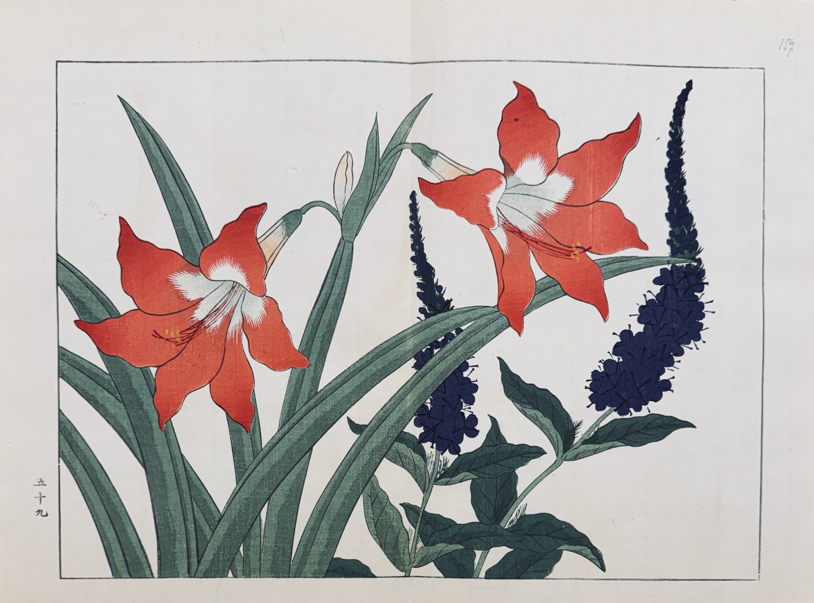 SHIKI NO HANA, AMARYLLIS, VERONIQUE SHIKI NO HANA, AMARYLLIS, VERONIQUE