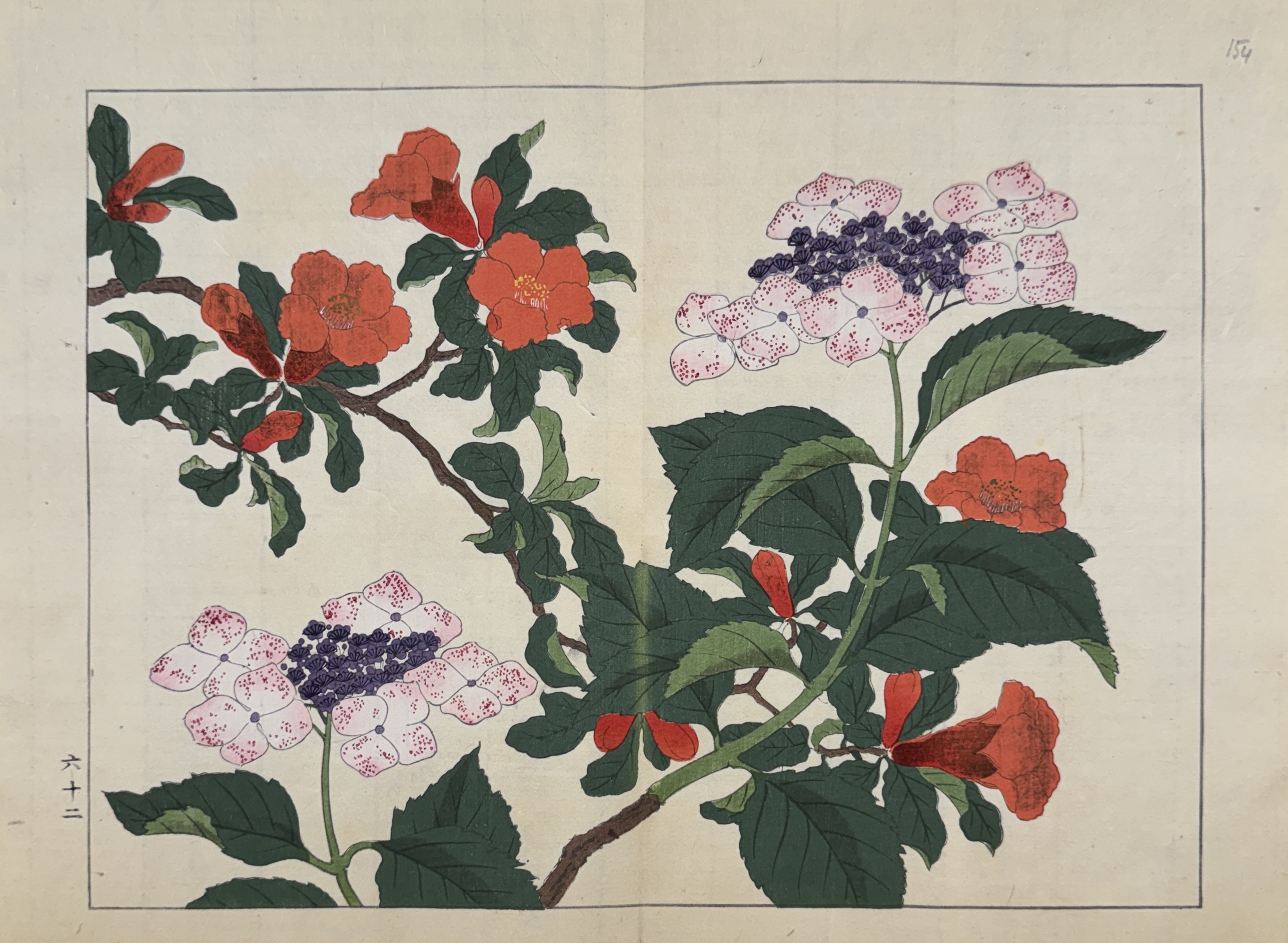SHIKI NO HANA, COGNASSIER DU JAPON, HORTENSIA A TETE PLATE SHIKI NO HANA, COGNASSIER DU JAPON, HORTENSIA A TETE PLATE
