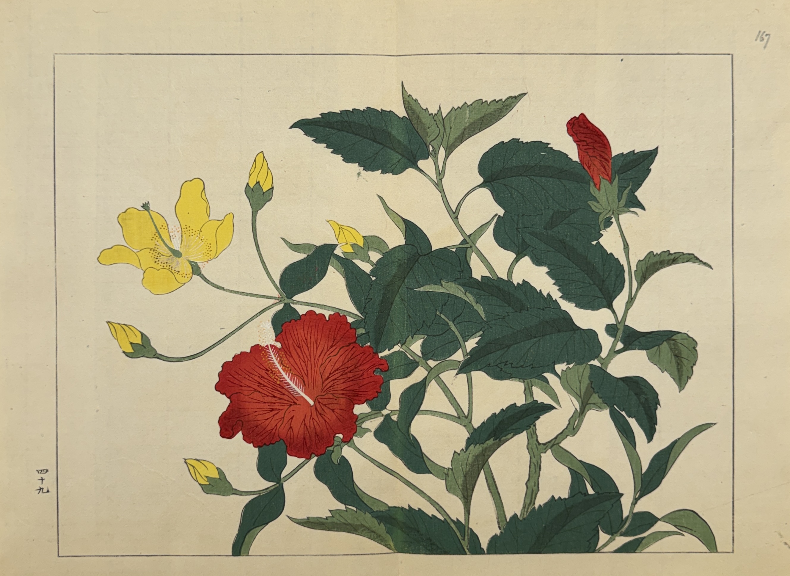 SHIKI NO HANA, HIBISCUS DE CHINE, MILLEPERTUIS ARBUSTIF SHIKI NO HANA, HIBISCUS DE CHINE, MILLEPERTUIS ARBUSTIF