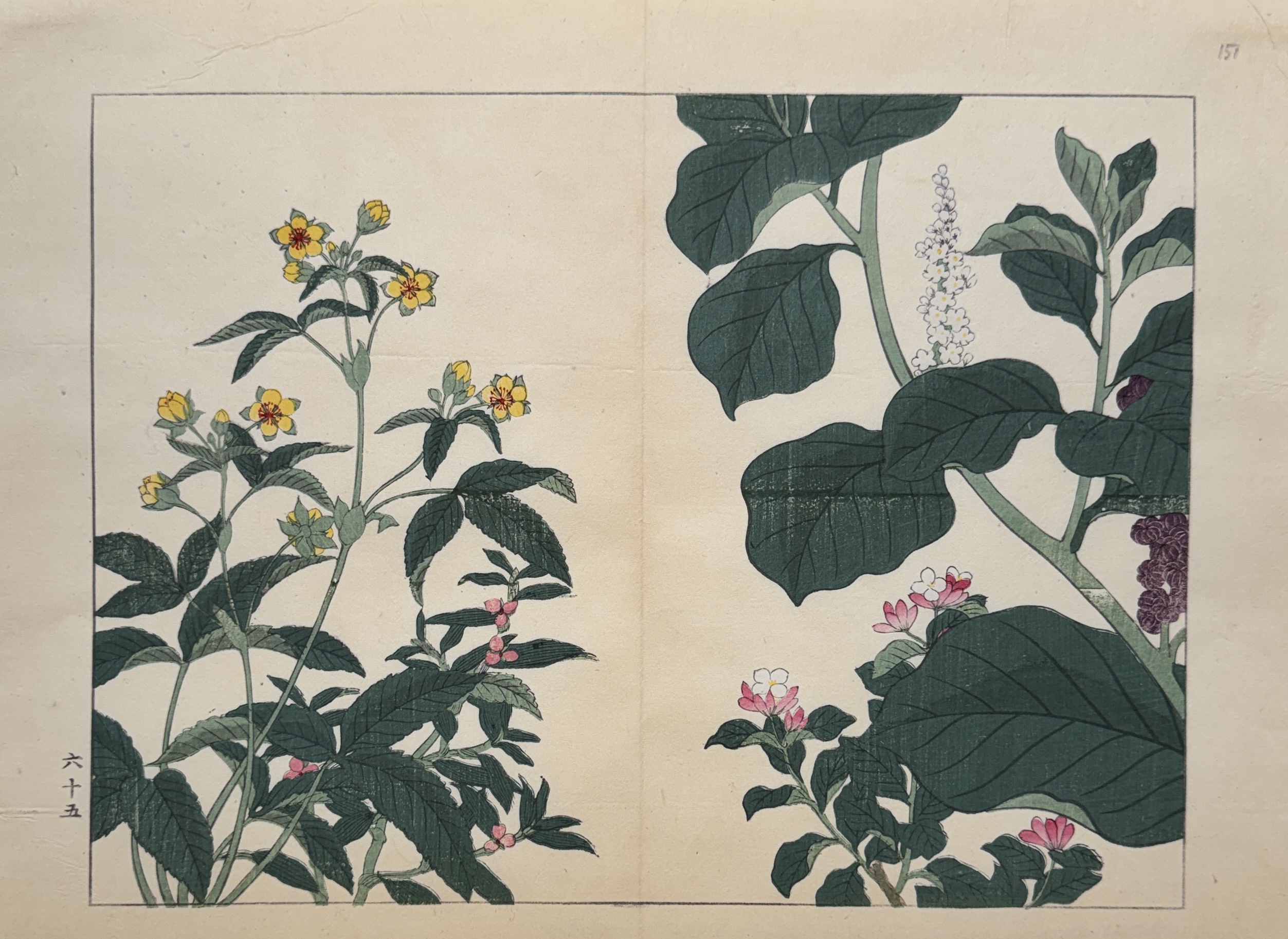 SHIKI NO HANA, LYSIMAQUE, DEUTZIA, PHYTOLAQUE D'AMERIQUE SHIKI NO HANA, LYSIMAQUE, DEUTZIA, PHYTOLAQUE D'AMERIQUE